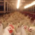 FARMER REVEALS:  THESE 3 CLAIMS ON CHICKEN LABELS ARE BASICALLY MEANINGLESS