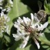 BEE DECLINE COULD CAUSE MALNUTRITION IN DEVELOPING COUNTRIES