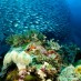 CORAL REEFS ARE ABOUT TO CRASH IN A BIG WAY