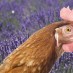 WHY ESSENTIAL OILS COULD CHANGE FACTORY FARMING