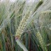 CLIMATE CHANGE AFFECTS EUROPEAN FARMERS’ YIELDS