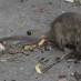 HOW NEW YORK’S URBAN DESIGNERS CAN FIGHT THE CITY’S MILLIONS OF RATS