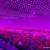 PlantLab could grow fruit and vegetables for the entire world in a space smaller than Holland