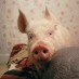 Esther the Wonder Pig is wondrous indeed — but so are all pigs