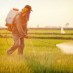 Monsanto Herbicide Faces Global Fallout After World Health Organization Labels It a Probable Carcinogen