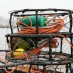 HUGE TOXIC ALGAL BLOOM SHUTS DOWN WEST COAST FISHERIES