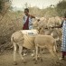 MASAI WOMEN ARE LEADING A SOLAR REVOLUTION WITH HELP FROM THEIR DONKEYS