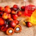 HOW PALM OIL PRODUCTION IS TIED TO ECOCIDE IN GUATEMALA