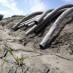 HOW MUCH OF CALIFORNIA’S DROUGHT WAS CAUSED BY CLIMATE CHANGE?  SCIENTISTS NOW HAVE THE ANSWER