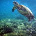CRISIS IN GLOBAL OCEANS AS POPULATIONS OF MARINE SPECIES HALVE IN SIZE SINCE 1970