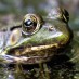 YOUR LAWN IS GIVING FROGS A SEX CHANGE