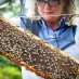 THE BEES HAVE THEIR DAY IN COURT — AND WIN BIG