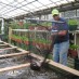 GROWING POWER GROWS FISH, VEGGIES, AND COMMUNITY WITH AQUAPONIC FARM