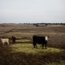 CATTLE GRAZING IS A CLIMATE DISASTER, AND YOU’RE PAYING FOR IT