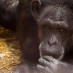 WHY  CHIMPANZEE-TESTING IN MEDICINE HAD TO END