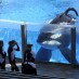 SEAWORLD’S ORCAS WILL BE THE LAST TO EVER LIVE AT THE PARK