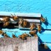 MARYLAND BEES JUST CAUGHT A BREAK