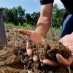 SCIENTISTS LOOK TO SOIL TO SAVE EARTH FROM OVERHEATING