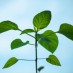 REVERSE PHOTOSYNTHESIS IS AN ULTRA-EFFICIENT BIOFUEL “GAME CHANGER”