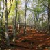 EUROPE’S PRECIOUS BEECH FORESTS COULD SUCCUMB TO DROUGHT