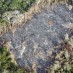 NORWAY, FIRST COUNTRY TO BAN DEFORESTATION