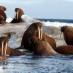 LAST OIL COMPANY PULLS OUT OF ARCTIC OFFSHORE DRILLING EFFORTS IN CHUKCHI SEA