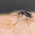 Portions of four Broward cities to be sprayed for mosquito larvae Saturday