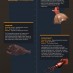 DEEP OCEAN DWELLERS – INFOGRAPHIC