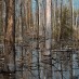 GHOST FORESTS ARE EERIE EVIDENCE OF RISING SEAS