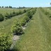 AGROFORESTRY CAN BOOST PROFITS AND HELP SAVE THE PLANET