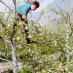 DECLINE OF BEES FORCED CHINA’S APPLE FARMERS TO POLLINATE BY HAND