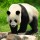 WWF REPORT:  TW0-THIRDS OF WILDLIFE WILL DISAPPEAR BY 2020