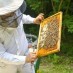 Court Fails to Protect Bees and Beekeepers From Toxic Pesticides