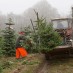 DOES YOUR CHRISTMAS TREE NEED TO BE ORGANIC TOO?
