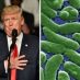 How Trump Could Make a Deadly Flesh-Eating Bacteria Spread, Again (Video)