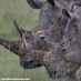 AFRICAN WILDLIFE FOUNDATION DECRIES RULING ON SOUTH AFRICA’S RHINO HORN TRADE BAN