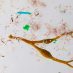 NEW PLASTIC GARBAGE PATCH DISCOVERED IN ARCTIC OCEAN