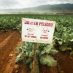 TOXIC PESTICIDE APPROVED BY TRUMP MAKES FARM WORKERS SICK