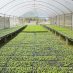 Solar panel farm grows 17,000 tons of food without soil, pesticides, fossil fuels or groundwater