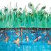 How Midwestern Farmers Could Help Save the Gulf of Mexico